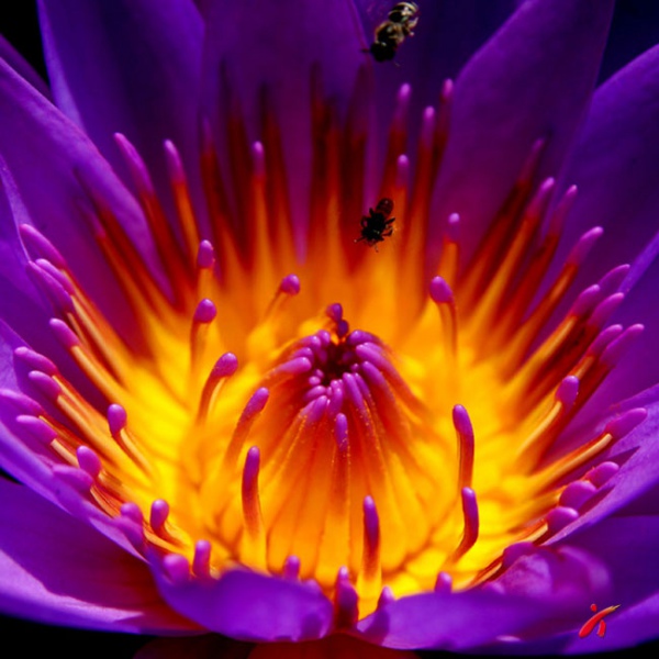 商业地产开发项目要与政府脱钩